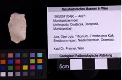 Foto (Objekt + Etiketten) von Mundopsidae indet. (NHMW-GEO-1990-0041-0490)